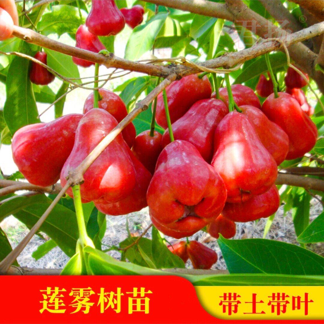 黑金刚莲雾树苗大叶红黑糖芭比嫁接树地栽盘栽四秀当年结果带土叶