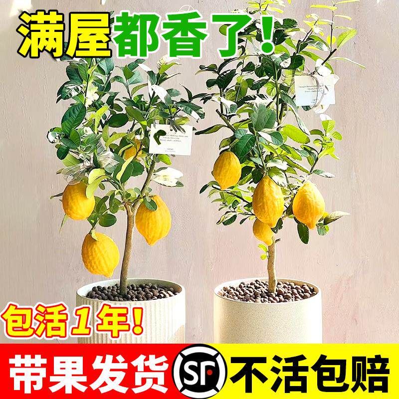 香水柠檬树苗盆栽带果室内室外结果无籽四季柠檬苗食用柠檬树果苗