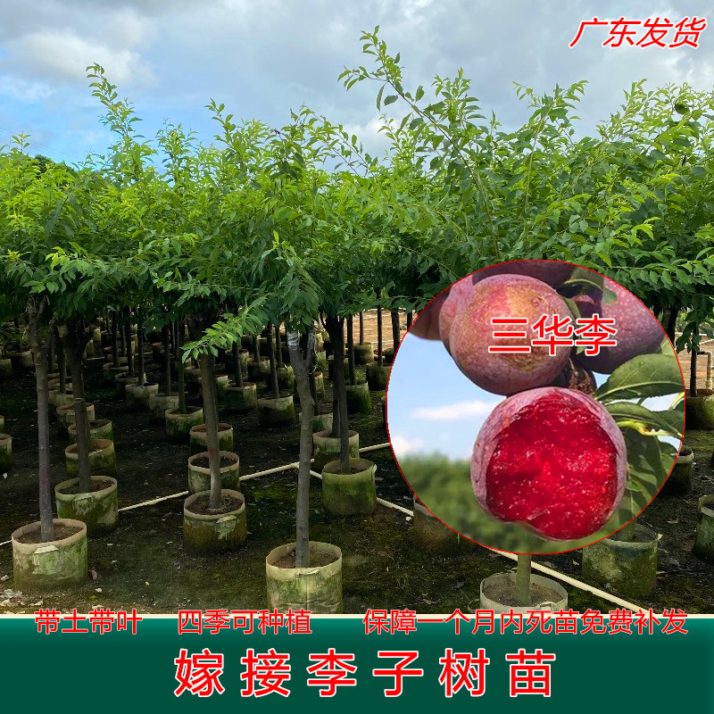 李子树苗正宗三华李树苗早生李子苗嫁接苗带叶带土果树苗当年结果