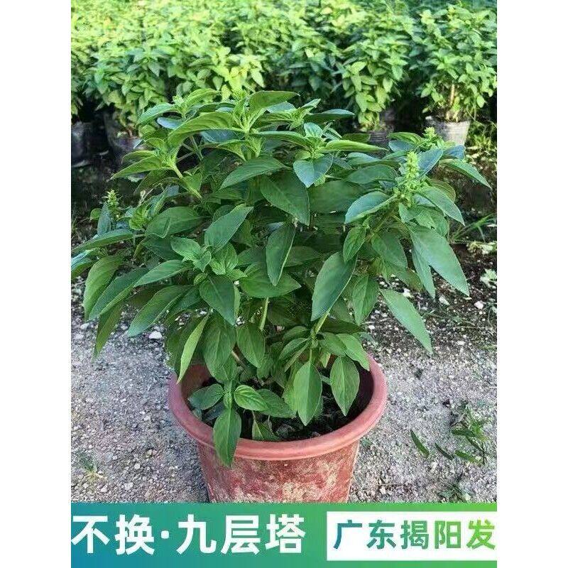 九层塔潮汕金不换苗罗勒叶食用调味香料植物三杯鸡擂茶打抛叶盆栽