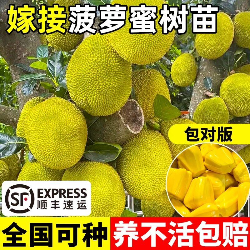菠萝蜜树树苗嫁接果树果苗四季水果苗室内外庭院盆栽种苗耐寒榴莲