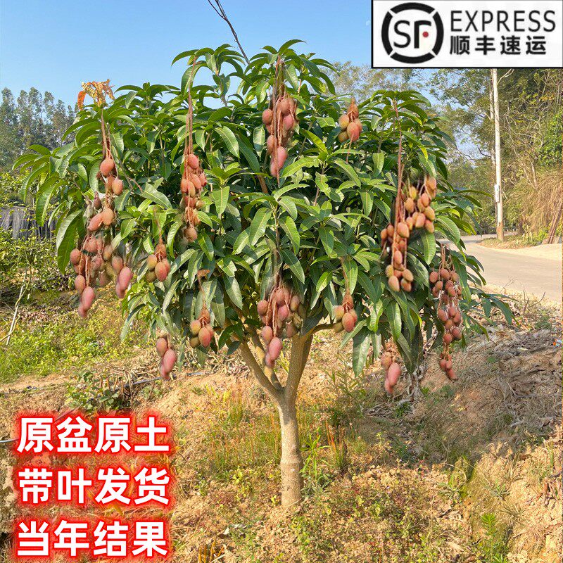 嫁接芒果苗树特大四季芒果树苗金煌贵妃芒果树苖当年结果地栽盆栽