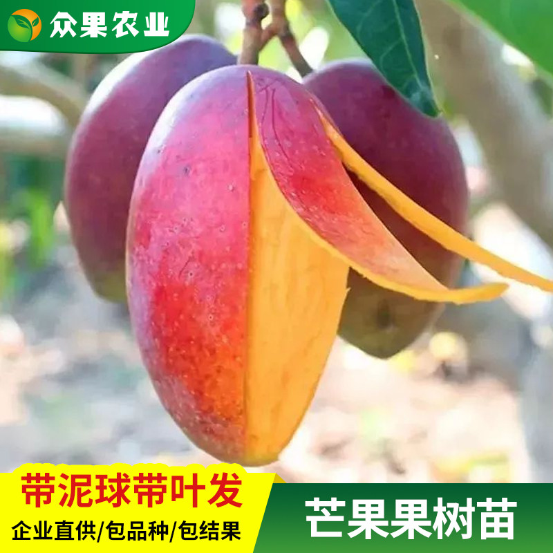 芒果树嫁接特大金煌芒四季红贵妃芒果树当年结果带土地栽盆栽