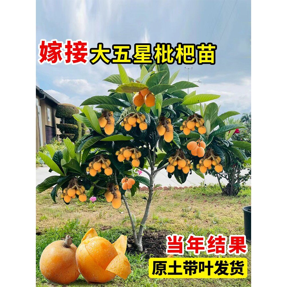 大五星枇杷苗树无核琵琶果树苗嫁接苗盆栽南方水果树果苗大果种植