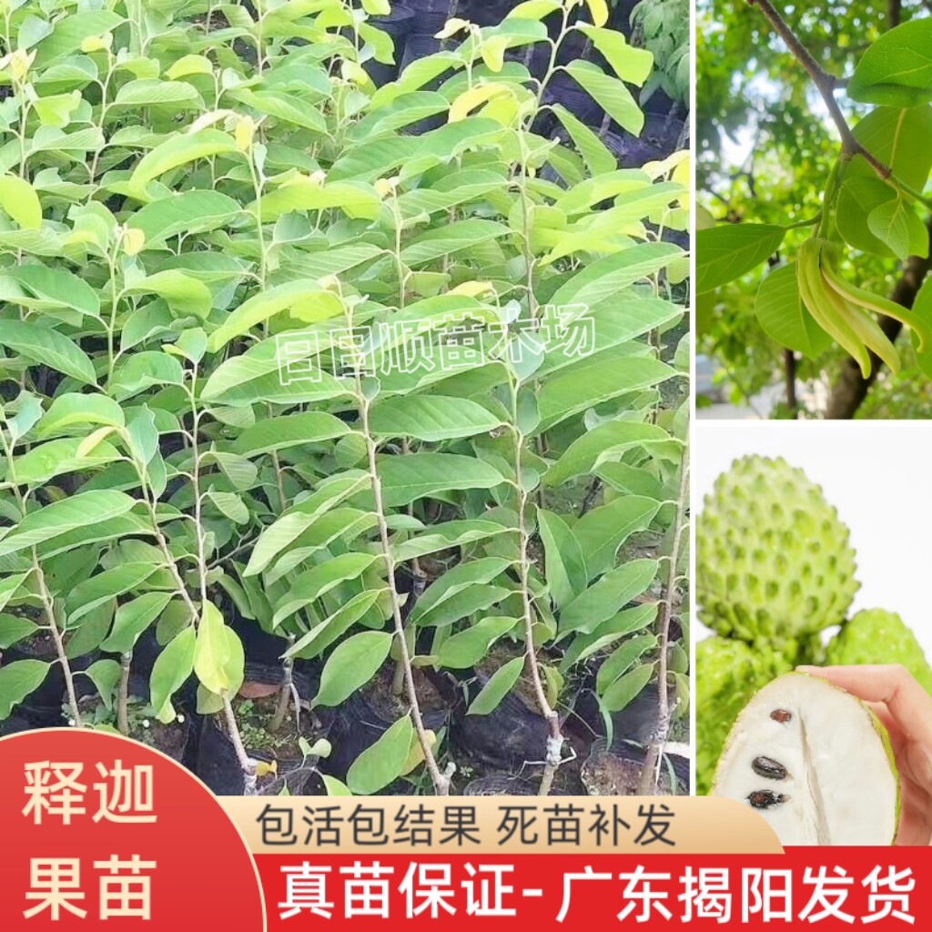 台湾凤梨释迦牛奶释迦番荔枝果苗释迦果苗树嫁接南方种植当年结果