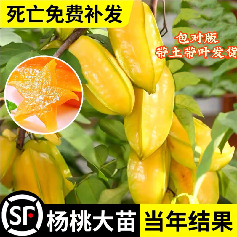 杨桃树苗台湾甜杨桃水果苗纯甜嫁接四季结果庭院地盆栽特大果树苗