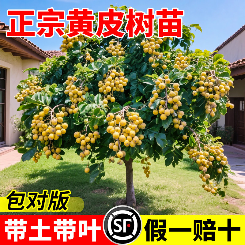 黄皮果苗树无核大鸡心嫁接黄皮水果树苗盆栽地栽四季种植爆满结果