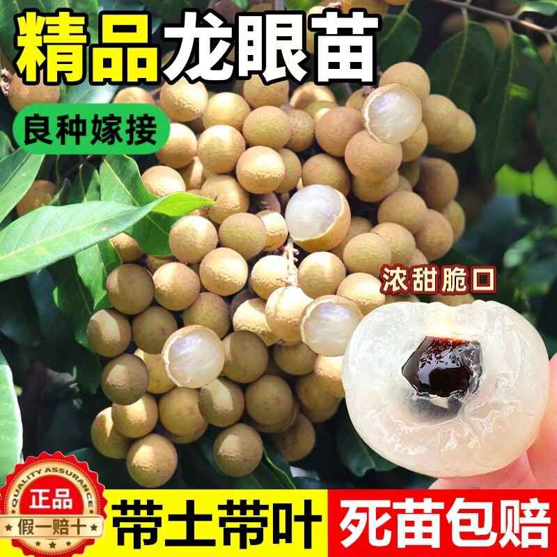 龙眼树苖嫁接盆栽水果树苗储良桂圆石硖南方四季种植地栽当年结果