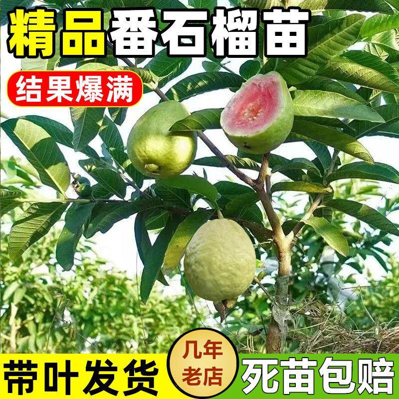 珍珠番石榴树果苗红心帝王芭乐树苗四季结果嫁接果树果苗当年结果