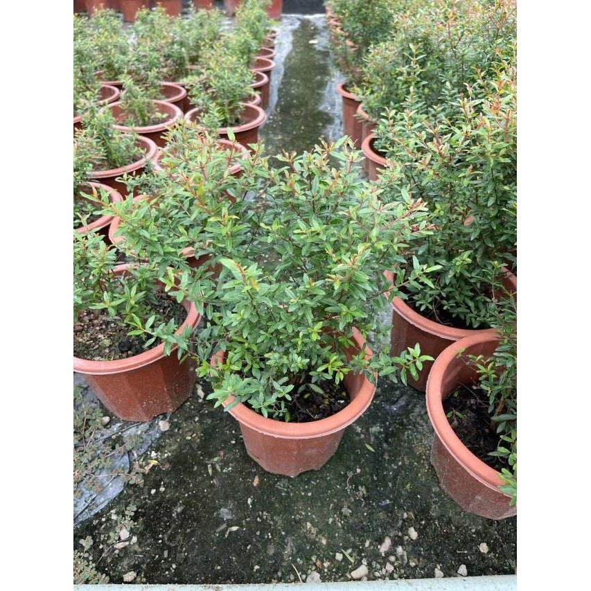 潮汕石榴仙草盆栽抹草苗仙草苗石榴花家居喜庆事婚嫁植物阳台绿植