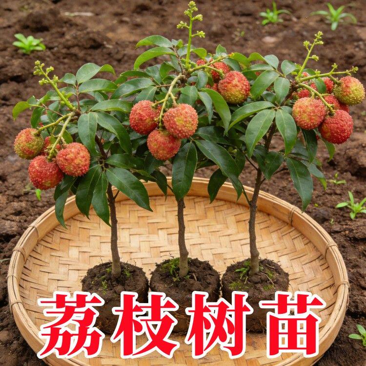 荔枝树苗无核桂味果树盆栽妃子笑嫁接水果树苗糯米糍果苗当年结果