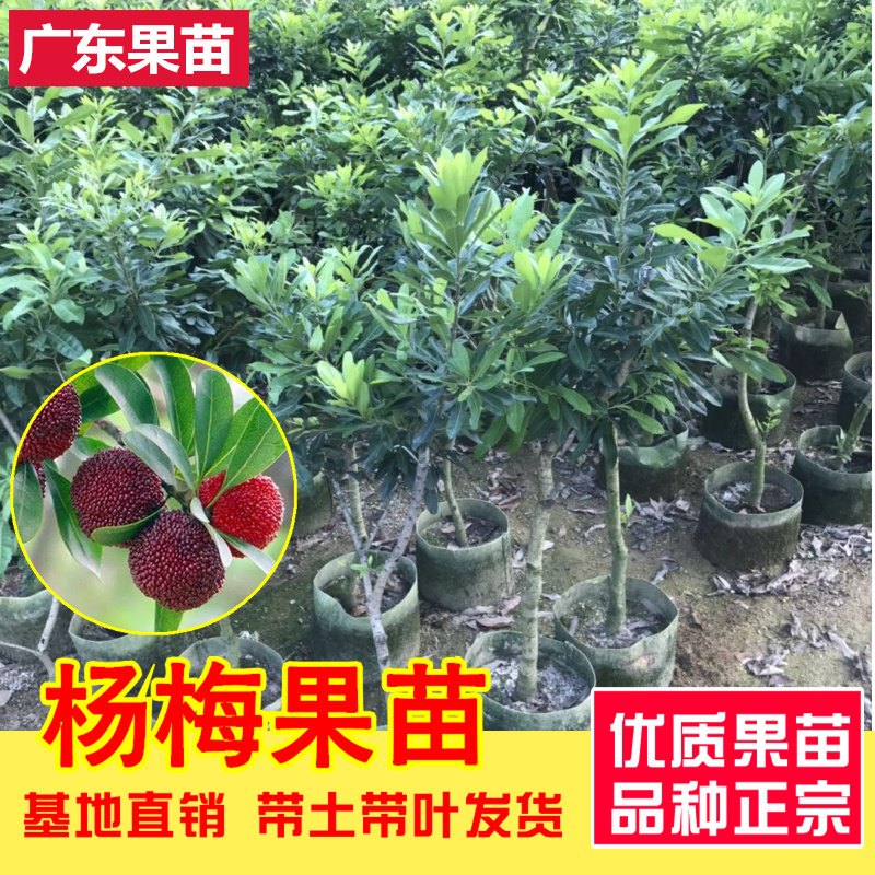 东魁杨梅果树苗正宗嫁接六月梅杨梅广东果树苗南北方种植当年结果
