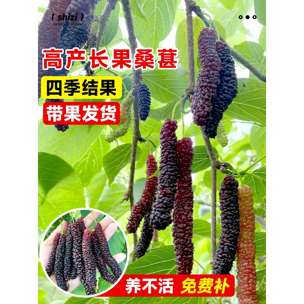 长果桑葚树苗台湾桑椹桑甚带果桑树活苗嫁接盆栽室内果树果苗阳台