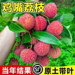 鸡嘴荔枝苗树新品种仙桃妃子笑桂味果树盆栽地载南方北方当年结果