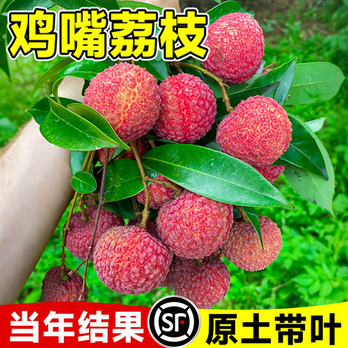 鸡嘴荔枝苗树新品种仙桃妃子笑桂味果树盆栽地载南方北方当年结果