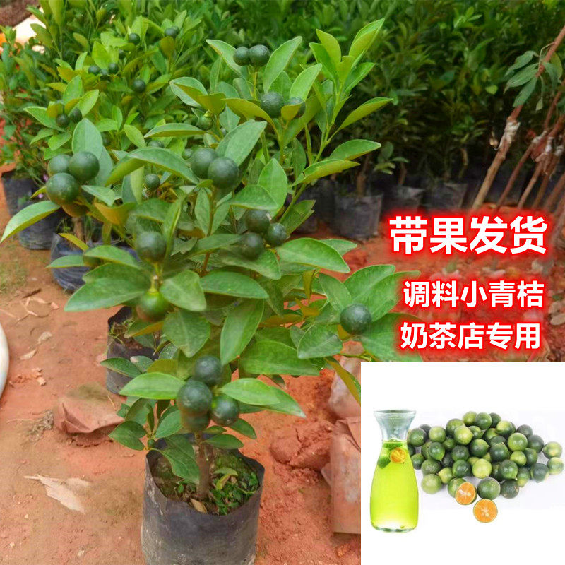 带果发货海南青金桔树苗小青桔小金桔盆栽带土阳台庭院种植南北方