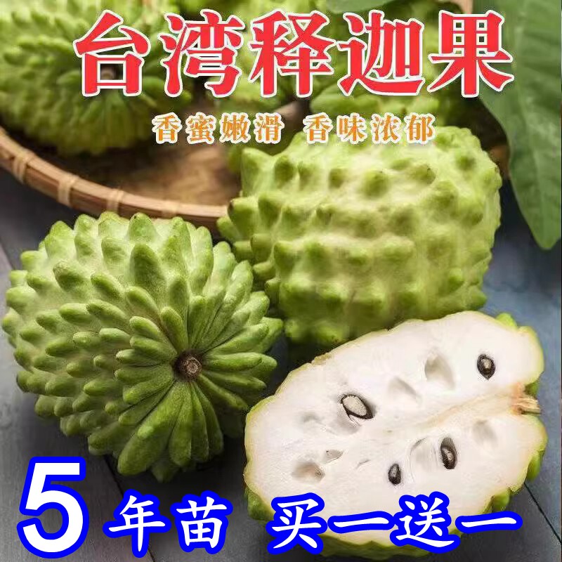 台湾释迦果树番荔枝特大凤梨佛头果嫁接苗当年结果南方种植果树苗