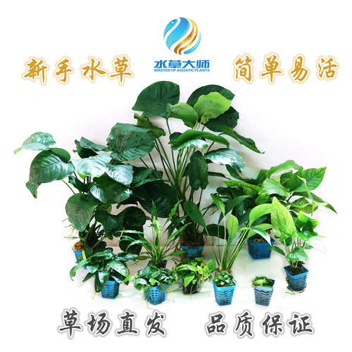 迷你小叶小榕黄金丹麦尖叶榕水草