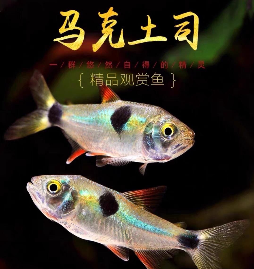 马克土司鱼鹿齿鱼南美鱼加拉辛类凶猛群游小型热带淡水观赏鱼活体