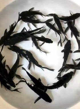 冷水观赏活鱼黑金锦鲤草金鱼纯黑金龙凤锦鲤长短尾好养黑金鱼活体
