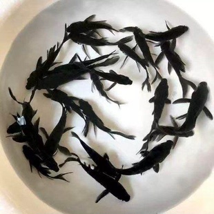 冷水观赏活鱼黑金锦鲤草金鱼纯黑金龙凤锦鲤长短尾好养黑金鱼活体