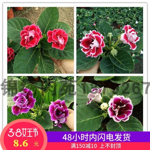 重瓣大岩桐盆栽花苗富贵芙蓉花观花植物带花苞发货四季开花包邮 锦绣肉苑 淘优券