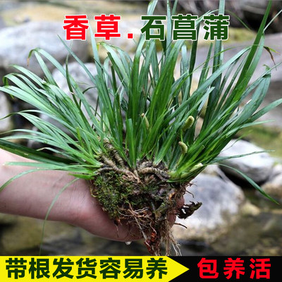 石菖蒲附石鱼缸水培植物室内造景绿植苗和鱼共养盆栽水草盆景