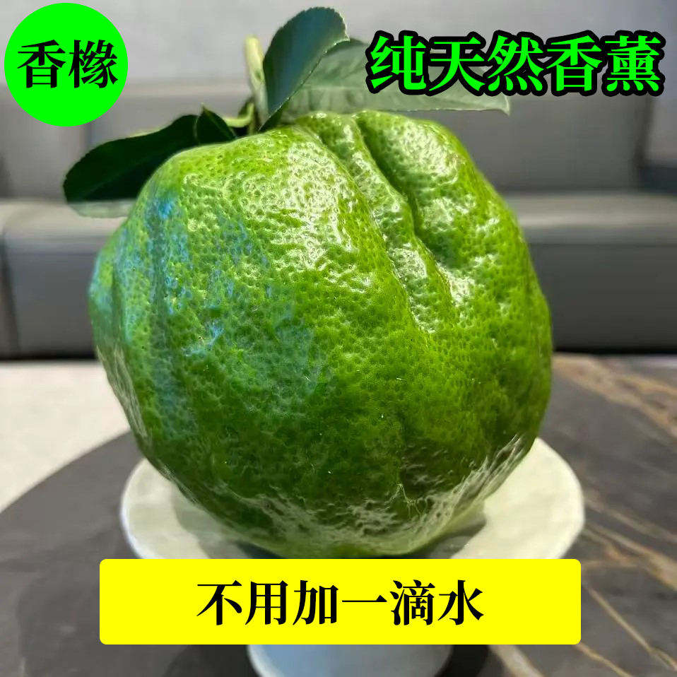 云南高山香橼精品观赏果天然香薰摆件清供香橼果新鲜现发绿植果
