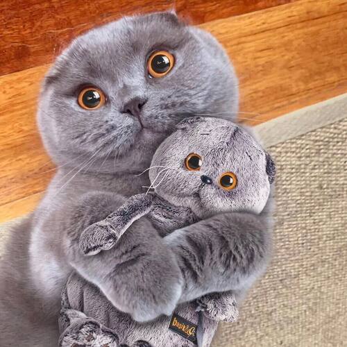 英国短毛猫质量怎么样 英国短毛猫口碑怎么样 小麦优选