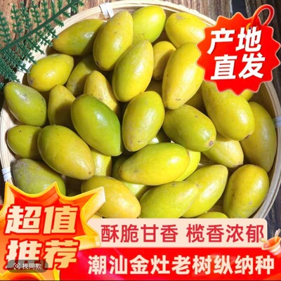 潮汕特产金灶现摘新鲜老树纵纳种黄橄榄生吃榄香浓郁榨汁泡酒煲汤