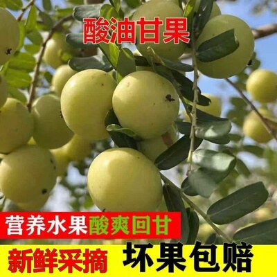 新鲜采摘青油甘果余甘果牛甘果滇橄榄果油柑酸水果余甘子 包邮