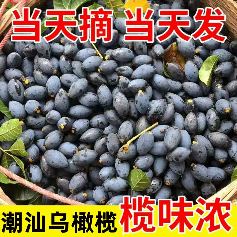 潮汕特产新鲜油榄乌橄榄果黑橄榄橄榄