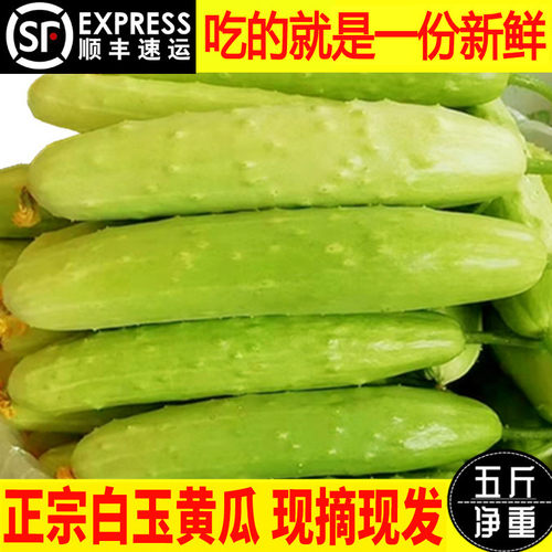 顺丰海阳白玉黄瓜嫩生吃小黄瓜新鲜水果富硒蔬菜孕妇整箱包邮 - 封面