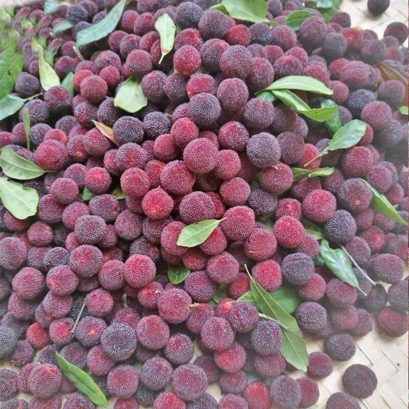 顺丰包邮【新鲜现摘】广西早熟高山杨梅新鲜当季杨梅鲜果非冷冻果