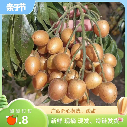 黑金刚黄皮果 贵妃鸡心黄皮果新鲜现摘现发 产地一件批发顺丰包邮