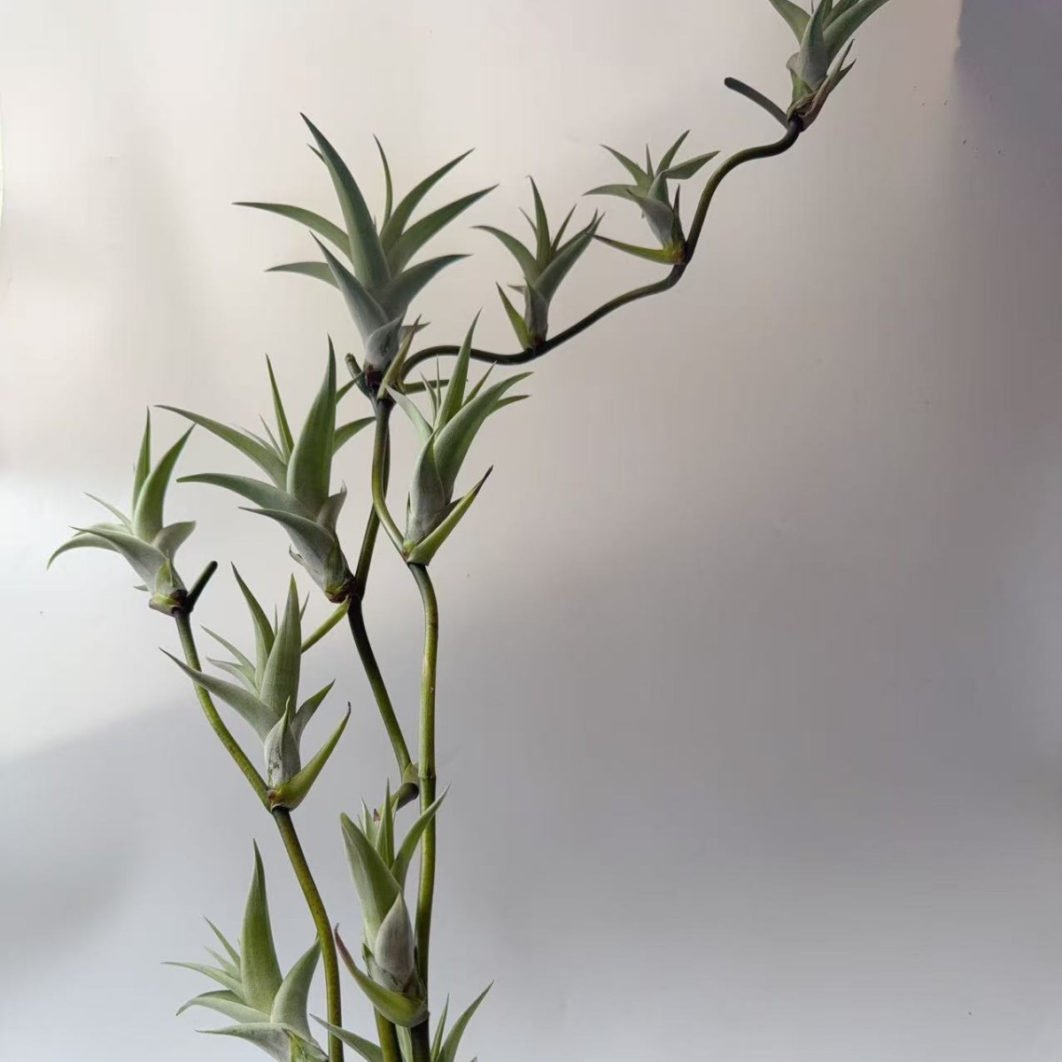 直供基地发货空气凤梨无土植物木柄旋风花艺插花造型造景