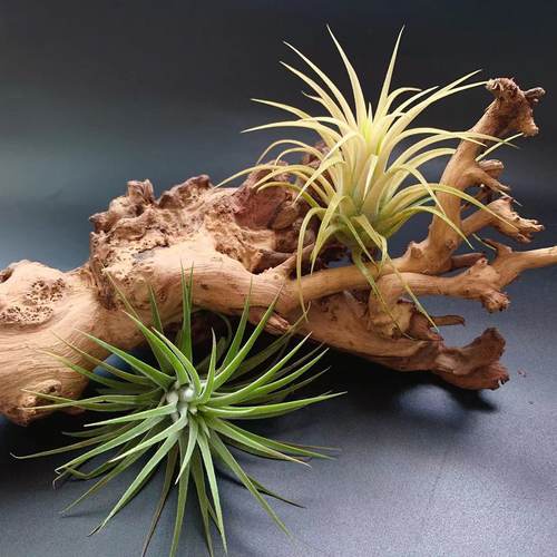 白花精灵黄精灵-直供基地空气凤梨无土新奇懒人植物