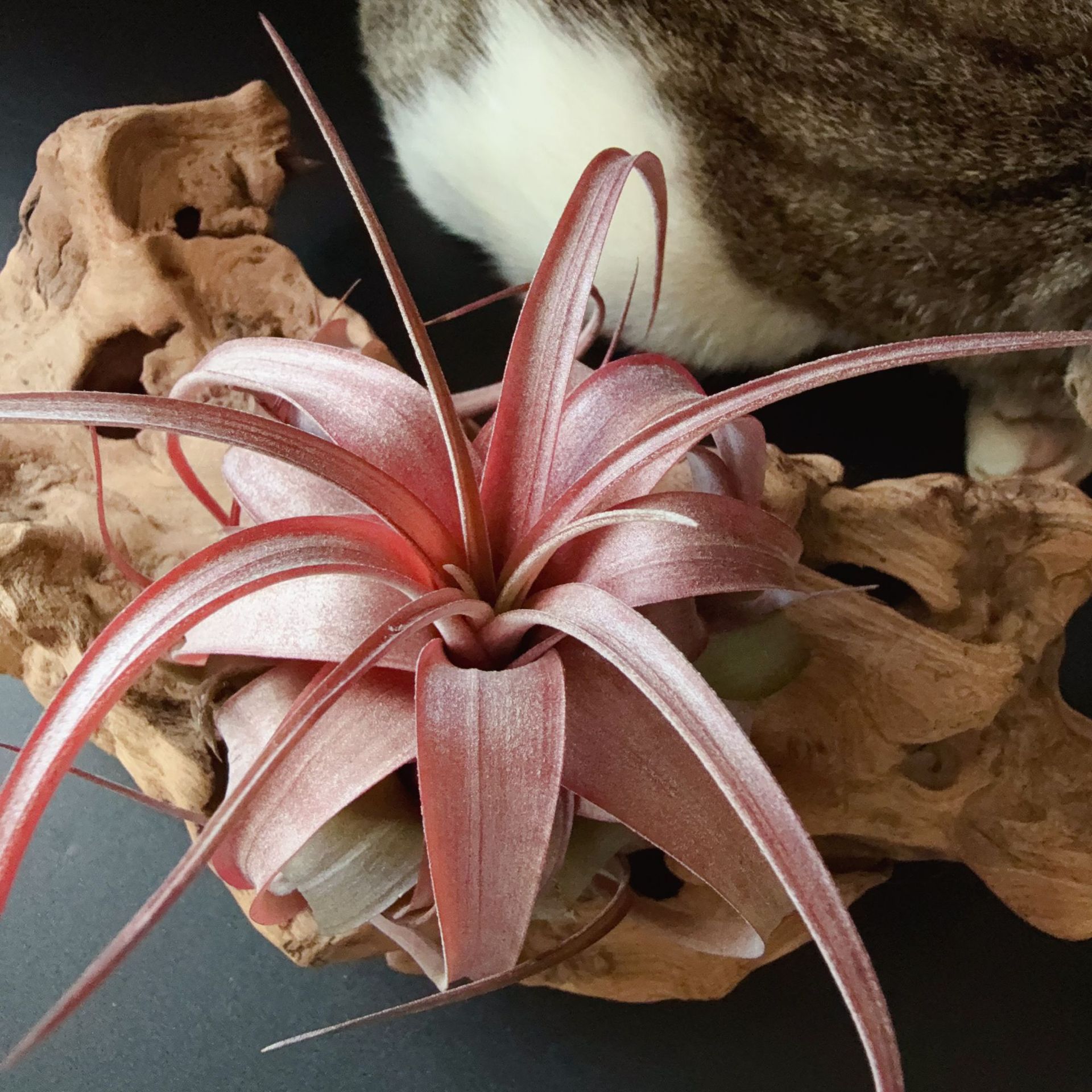 爱情结，卡比塔塔X电卷，杂交稀有品种无土懒人绿植进口礼品