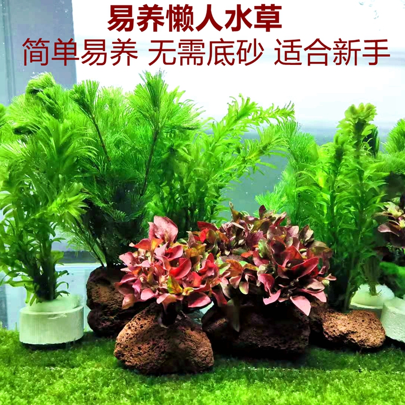 金鱼藻的价格 金鱼藻的优惠券 金鱼藻十大排行榜 金鱼藻淘宝哪家好 绝对值