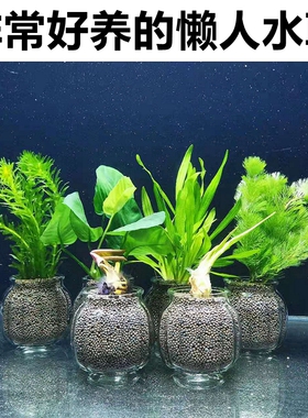 易养懒人活体真水草鱼缸造景装饰绿菊蜈蚣草红荷根观赏鱼淡水植物