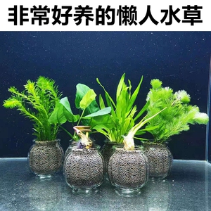 易养懒人活体真水草鱼缸造景装饰绿菊蜈蚣草红荷根观赏鱼淡水植物