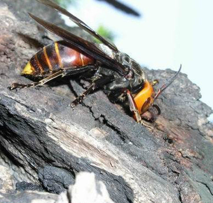 胡蜂|马蜂老蜂 中国大胡蜂 金环胡蜂 虎头蜂 红头蜂 红娘 一只