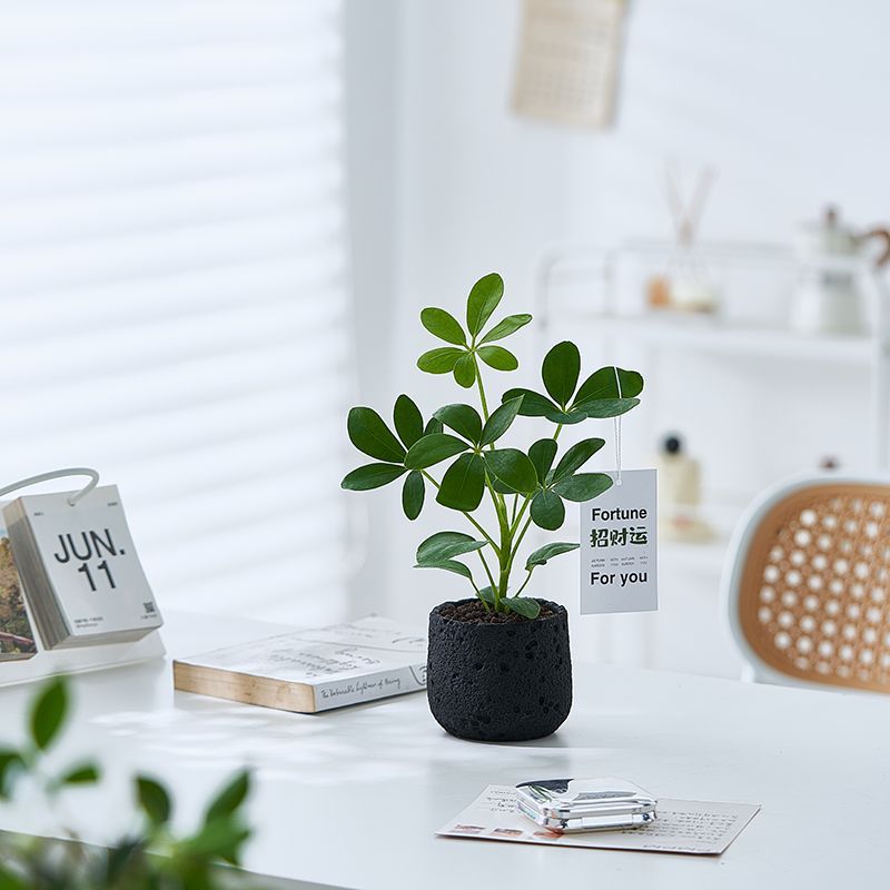 八方来财鸭脚木盆栽招财植物