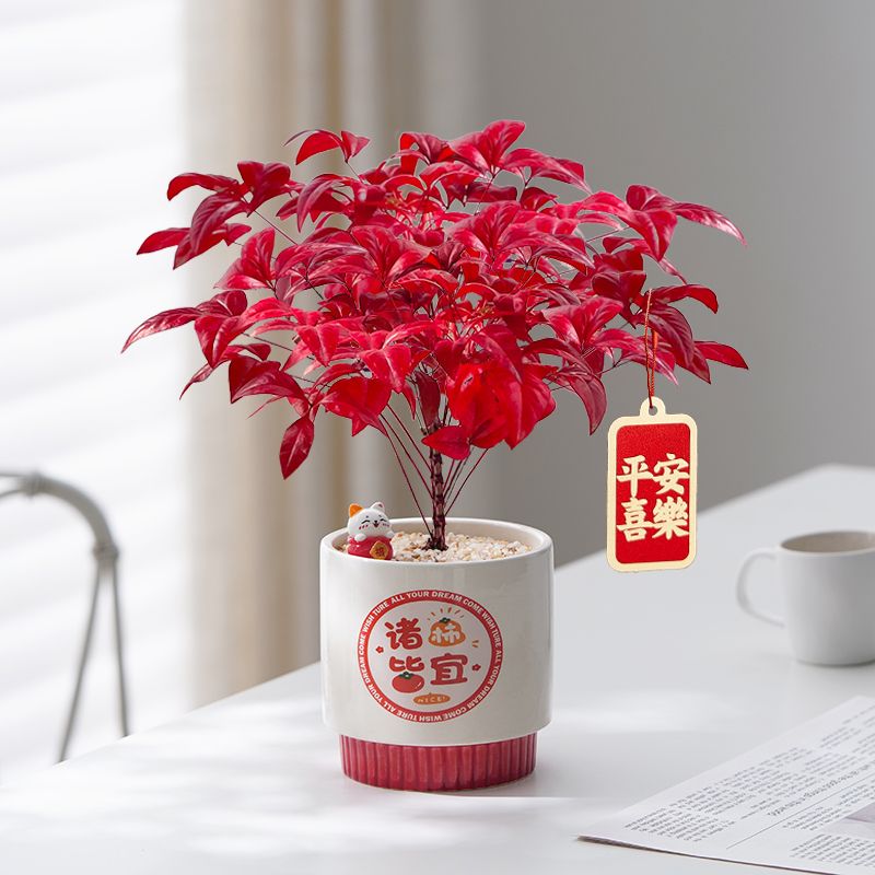 火焰南天竹年宵花卉桌面盆栽办公室绿植好养易活耐寒植物净化空气