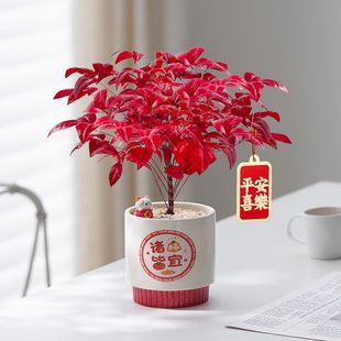 火焰南天竹年宵花卉桌面盆栽办公室绿植好养易活耐寒植物净化空气