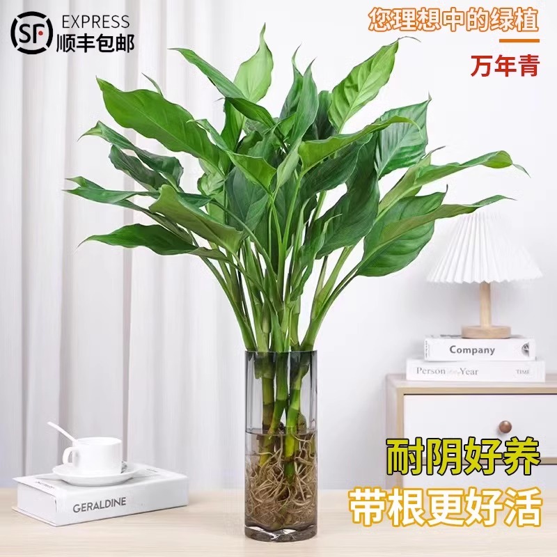 万年青水培植物室内办公桌