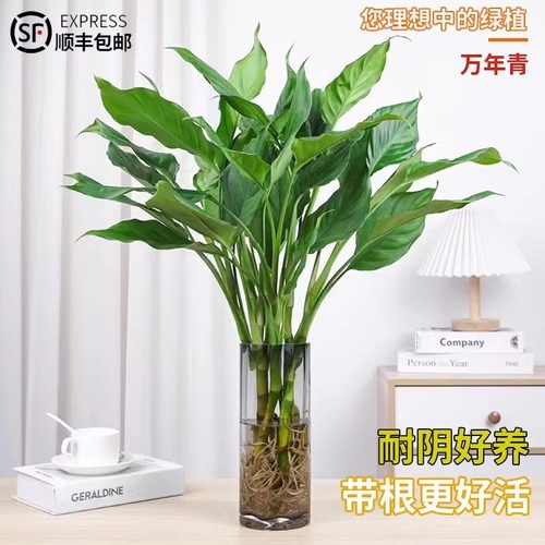 万年青水培植物室内办公桌