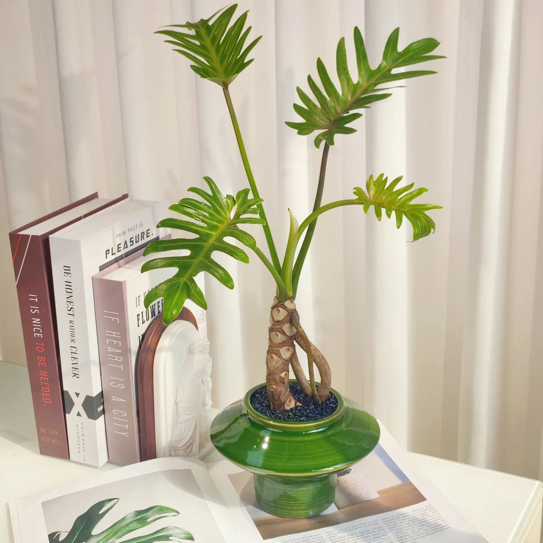 龙鳞小天使蔓绿绒桌面植物送礼盆景办公室绿植客厅盆栽室内好养活