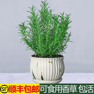 可食用迷迭香盆栽牛排用香草绿植薄荷百里香室内新鲜花卉植物花苗