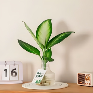 水培植物玛丽安月光万年青客厅绿植好养耐阴卫生间桌面花卉客厅